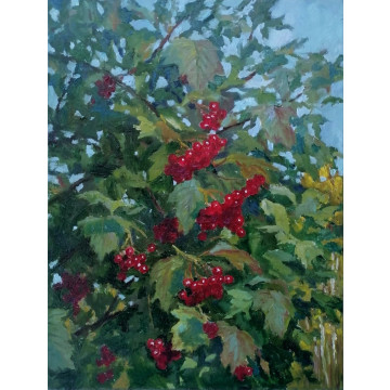 Viburnum at the dacha